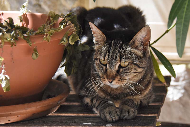  Turbie photo turbie-cat0012b.jpg