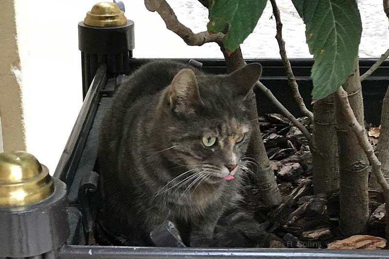  Uzès Autumn Photo Gallery photo uzes-cat0045b.jpg