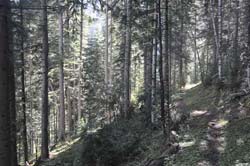 Monochrome trail in the deep forest