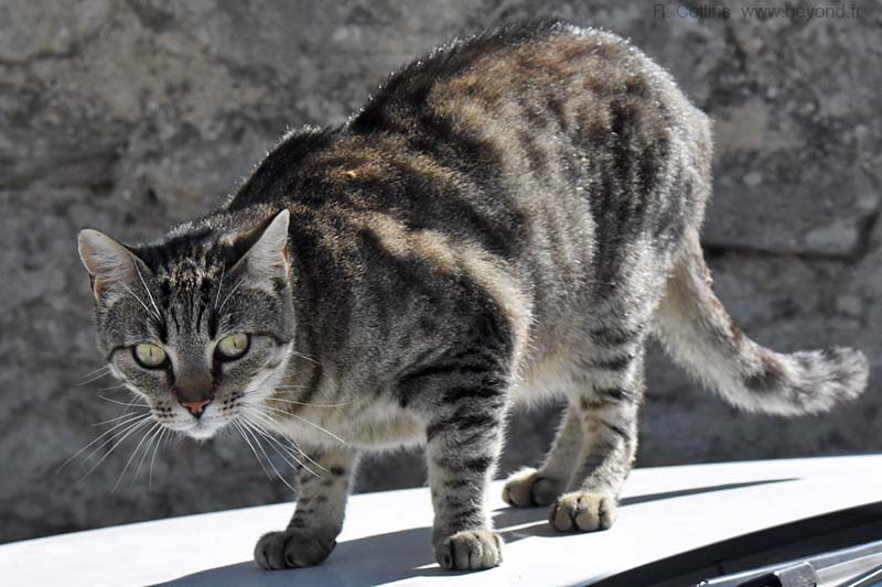  Venasque photo venasque-cat0001b.jpg